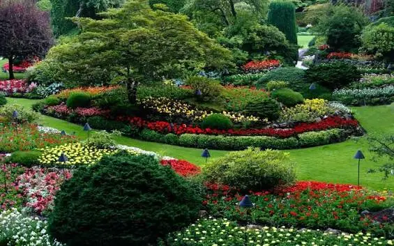 Woodland garden